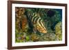 Northern Bahamas, Caribbean. Nassau grouper.-Stuart Westmorland-Framed Photographic Print