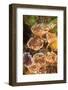 Northern Bahamas, Caribbean-Stuart Westmorland-Framed Photographic Print