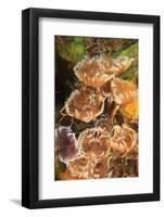 Northern Bahamas, Caribbean-Stuart Westmorland-Framed Photographic Print