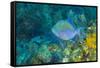 Northern Bahamas, Caribbean-Stuart Westmorland-Framed Stretched Canvas