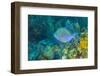 Northern Bahamas, Caribbean-Stuart Westmorland-Framed Photographic Print