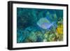 Northern Bahamas, Caribbean-Stuart Westmorland-Framed Photographic Print