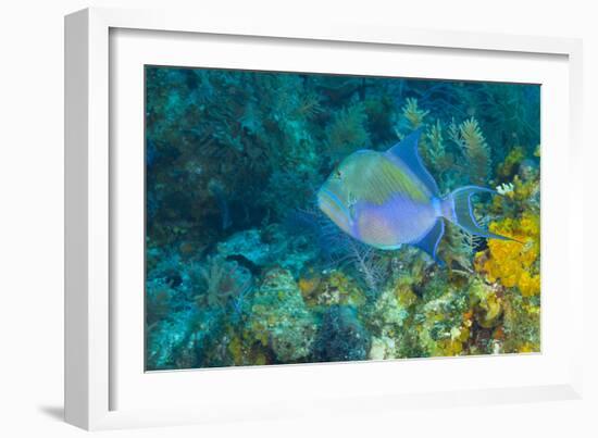 Northern Bahamas, Caribbean-Stuart Westmorland-Framed Photographic Print