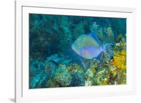 Northern Bahamas, Caribbean-Stuart Westmorland-Framed Photographic Print