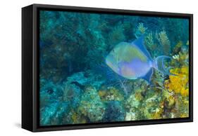 Northern Bahamas, Caribbean-Stuart Westmorland-Framed Stretched Canvas