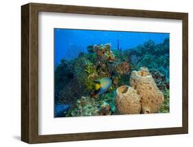 Northern Bahamas, Caribbean-Stuart Westmorland-Framed Photographic Print