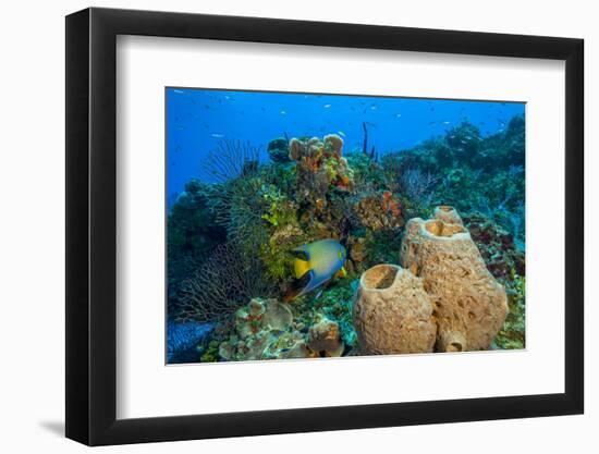 Northern Bahamas, Caribbean-Stuart Westmorland-Framed Photographic Print