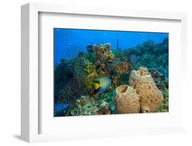 Northern Bahamas, Caribbean-Stuart Westmorland-Framed Photographic Print