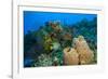 Northern Bahamas, Caribbean-Stuart Westmorland-Framed Photographic Print