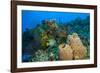 Northern Bahamas, Caribbean-Stuart Westmorland-Framed Photographic Print