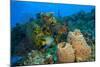 Northern Bahamas, Caribbean-Stuart Westmorland-Mounted Photographic Print