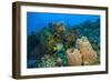 Northern Bahamas, Caribbean-Stuart Westmorland-Framed Photographic Print