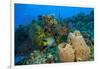 Northern Bahamas, Caribbean-Stuart Westmorland-Framed Photographic Print