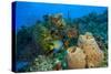 Northern Bahamas, Caribbean-Stuart Westmorland-Stretched Canvas