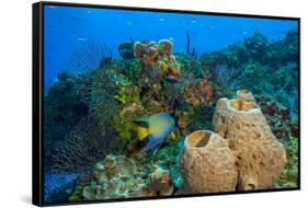 Northern Bahamas, Caribbean-Stuart Westmorland-Framed Stretched Canvas