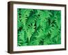 Northern Beech Fern, Adirondack Park, Mt. Marcy, New York, USA-Jerry & Marcy Monkman-Framed Photographic Print