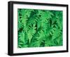 Northern Beech Fern, Adirondack Park, Mt. Marcy, New York, USA-Jerry & Marcy Monkman-Framed Photographic Print