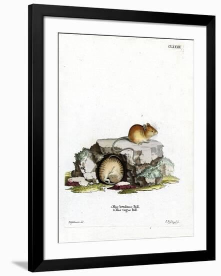 Northern Birch Mouse-null-Framed Giclee Print