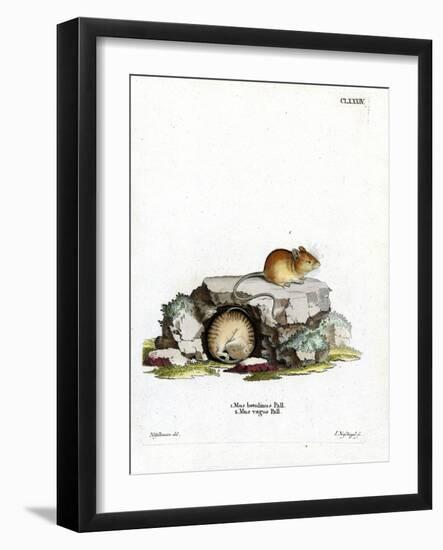 Northern Birch Mouse-null-Framed Giclee Print