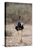 Northern Black Korhaan (Eupodotis Afraoides)-James Hager-Stretched Canvas