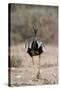 Northern Black Korhaan (Eupodotis Afraoides)-James Hager-Stretched Canvas