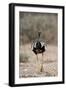 Northern Black Korhaan (Eupodotis Afraoides)-James Hager-Framed Photographic Print