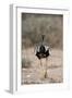 Northern Black Korhaan (Eupodotis Afraoides)-James Hager-Framed Photographic Print