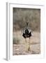 Northern Black Korhaan (Eupodotis Afraoides)-James Hager-Framed Photographic Print