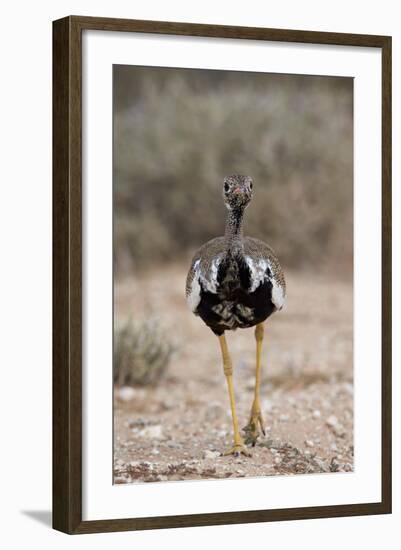 Northern Black Korhaan (Eupodotis Afraoides)-James Hager-Framed Photographic Print