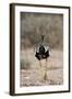 Northern Black Korhaan (Eupodotis Afraoides)-James Hager-Framed Photographic Print