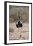 Northern Black Korhaan (Eupodotis Afraoides)-James Hager-Framed Photographic Print