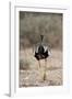 Northern Black Korhaan (Eupodotis Afraoides)-James Hager-Framed Photographic Print