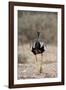 Northern Black Korhaan (Eupodotis Afraoides)-James Hager-Framed Photographic Print