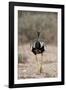 Northern Black Korhaan (Eupodotis Afraoides)-James Hager-Framed Photographic Print