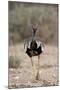 Northern Black Korhaan (Eupodotis Afraoides)-James Hager-Mounted Photographic Print