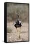 Northern Black Korhaan (Eupodotis Afraoides)-James Hager-Framed Stretched Canvas