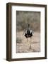 Northern Black Korhaan (Eupodotis Afraoides)-James Hager-Framed Photographic Print