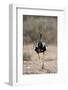 Northern Black Korhaan (Eupodotis Afraoides)-James Hager-Framed Photographic Print