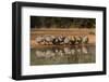 Northern Bobwhite, Colinus virgianus, covey drinking-Larry Ditto-Framed Photographic Print