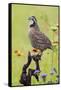 Northern Bobwhite, Colinus virgianus, male calling-Larry Ditto-Framed Stretched Canvas