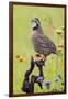 Northern Bobwhite, Colinus virgianus, male calling-Larry Ditto-Framed Photographic Print