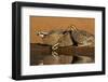 Northern Bobwhite (Colinus virginianus) drinking-Larry Ditto-Framed Photographic Print