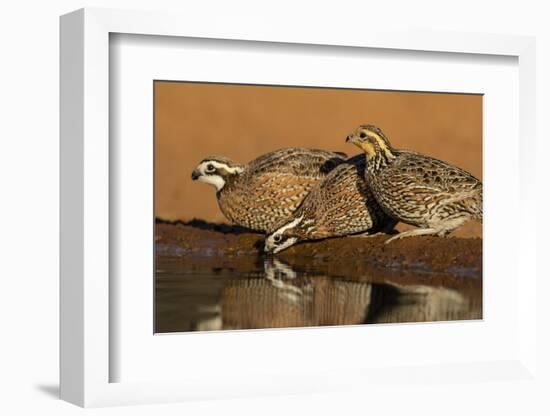 Northern Bobwhite (Colinus virginianus) drinking-Larry Ditto-Framed Photographic Print