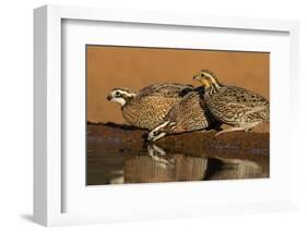 Northern Bobwhite (Colinus virginianus) drinking-Larry Ditto-Framed Photographic Print