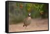 Northern Bobwhite (Colinus virginianus) feeding-Larry Ditto-Framed Stretched Canvas