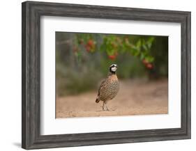 Northern Bobwhite (Colinus virginianus) feeding-Larry Ditto-Framed Photographic Print