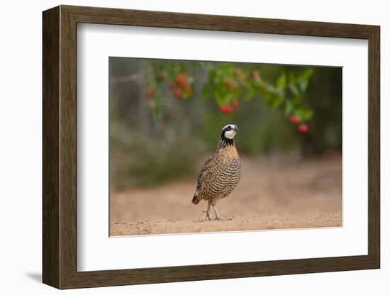 Northern Bobwhite (Colinus virginianus) feeding-Larry Ditto-Framed Photographic Print