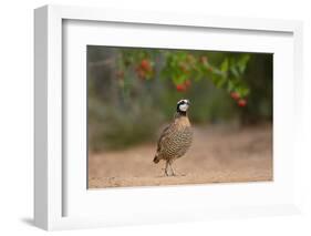 Northern Bobwhite (Colinus virginianus) feeding-Larry Ditto-Framed Photographic Print