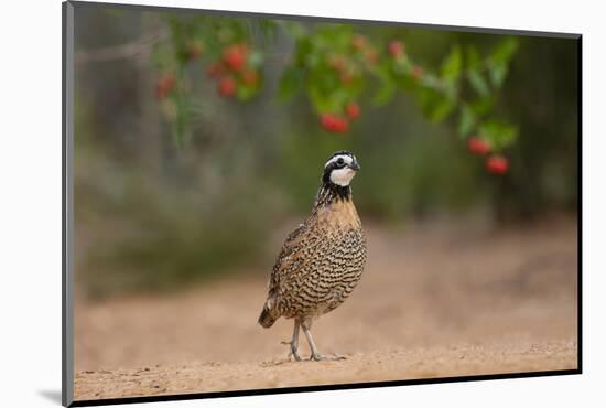 Northern Bobwhite (Colinus virginianus) feeding-Larry Ditto-Mounted Photographic Print