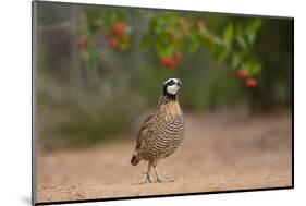 Northern Bobwhite (Colinus virginianus) feeding-Larry Ditto-Mounted Photographic Print